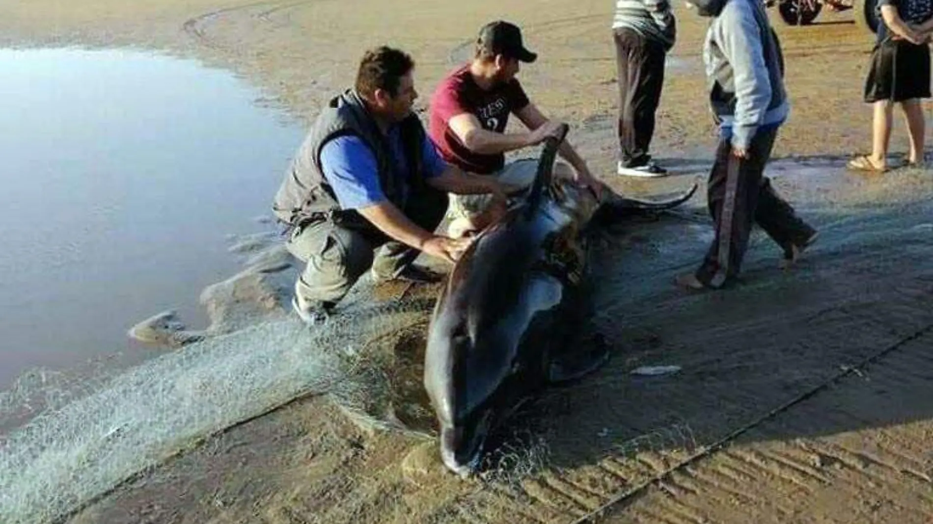 Salvan a delfín en El Desemboque (3)